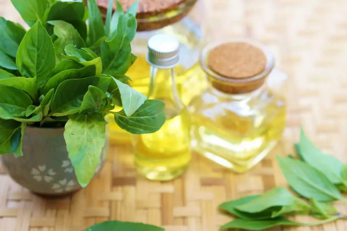 Basil Essential Oil Bonapeti