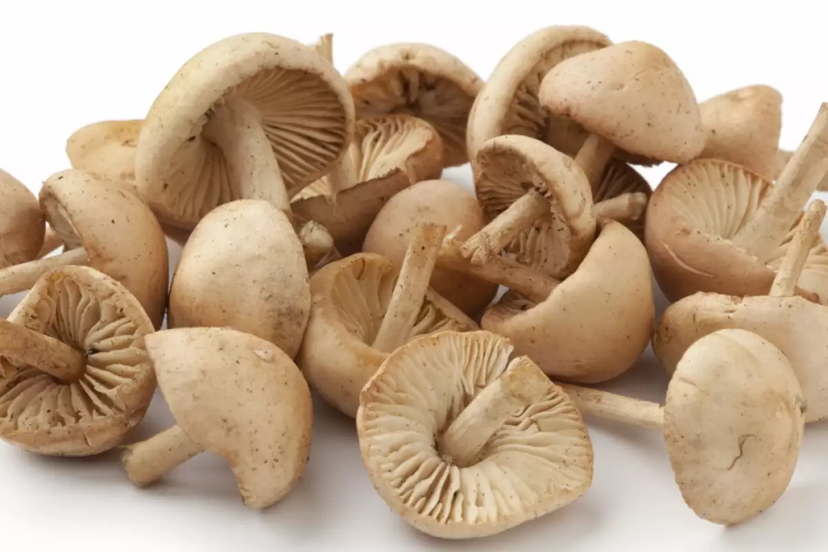 How To Clean Fresh Mushrooms? | Bonapeti.com