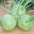 Kohlrabi