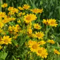 Arnica