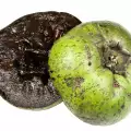 Black Sapote