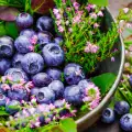 What Do Blueberries Contain?