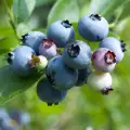 Blueberries protect against colon cancer