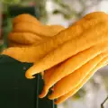 Buddha's Hand