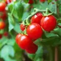 Planting and Growing Cherry Tomatoes in Pots