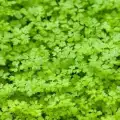 Chervil