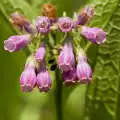 Comfrey