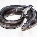 Eel