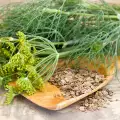 Why Does Dill Turn Yellow?