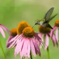 Echinacea