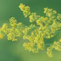 Folk Medicine with Lady's Bedstraw