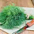 How to Store Fresh Dill?