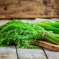 Dill: Aromatic Spice and Medicinal Herb