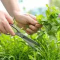 How to Dry Herbs?