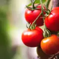 How to Make Tomatoes Ripen Faster?