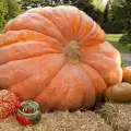 Record! Swiss Man Grows a One-Ton Pumpkin