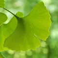 Ginkgo Biloba