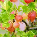 Gooseberries