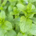 How to Store Spearmint?