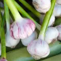 Several Reasons to Consume Fresh Garlic