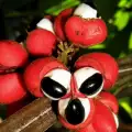 Guarana