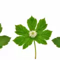 Goldenseal Gets Rid of Cold and Flu