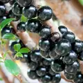 Jaboticaba - Brazilian Grape