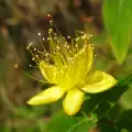 St. John's Wort