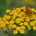 Chrysanthemum