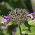 Clinopodium - Wild Basil