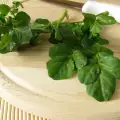 Watercress