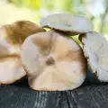 Types of Mushrooms