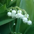 Lily of the Valley