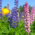 The Little-Known Lupins