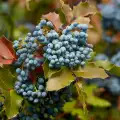 Mahonia Fruits are Brimming with Vitamin C