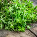 How to Dry Marjoram?