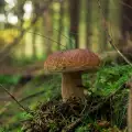 In What Time Do Porcini Mushrooms Grow?