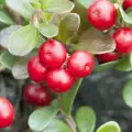 Bearberry