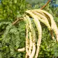 Prosopis