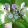 Motherwort for Fatigue and Headache