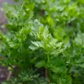 What Does Parsley Contain and Why Should We Consume More of it?