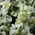 Common Horehound