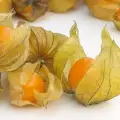 Physalis