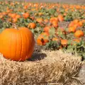 Growing Pumpkins