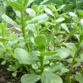 Purslane