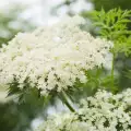 Elderflower