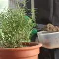 How to Grow Rosemary in a Pot