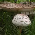 Parasol Mushroom