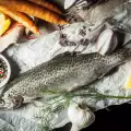 Rainbow Trout