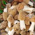 Common Morel